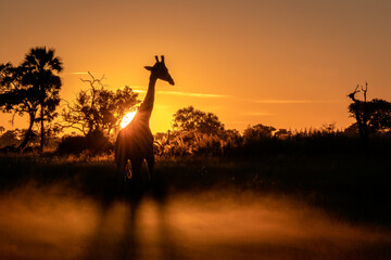 A giraffe silhouetted against the rising sun while walking through fog on the Okavango Delta in...