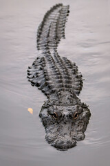 A partially submerged alligator swimming directly at the camera with a menacing look - obrazy, fototapety, plakaty