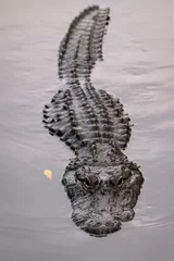  A partially submerged alligator swimming directly at the camera with a menacing look © Lori Labrecque