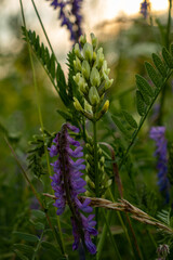 Beautiful purple Vicia on a background of meadow grass.