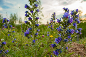 Beautiful purple Echium against a background of meadow grass and a beautiful sky.