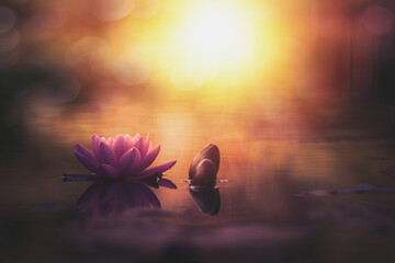 pink lotus flower in sunrise