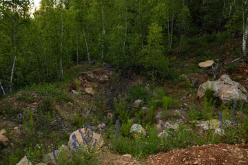 A stony clay hill overgrown with meadow grasses and flowers.