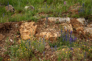 Beautiful purple Echium on stony clay ground.