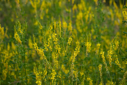 Blooming yellow Melil&oacute;tus honey plant close up.