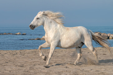 Fototapeta na wymiar White Horse Running on the Beach, Kicking up Sand