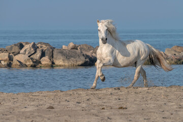 White Horse Running on the Beach, Kicking up Sand
