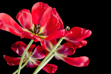 Bright red blossoming tulips on a black background