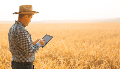 Caucasian farmer checking wheat field progress with tablet using internet. Agriculture and harvesting concept. 