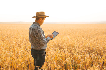 Naklejka na ściany i meble Farmer checking the field of cereals and sends data to the cloud from the tablet. Smart farming and digital agriculture concept.