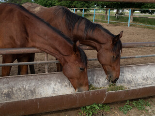 Breedy brown horses eat green grass at horse farm