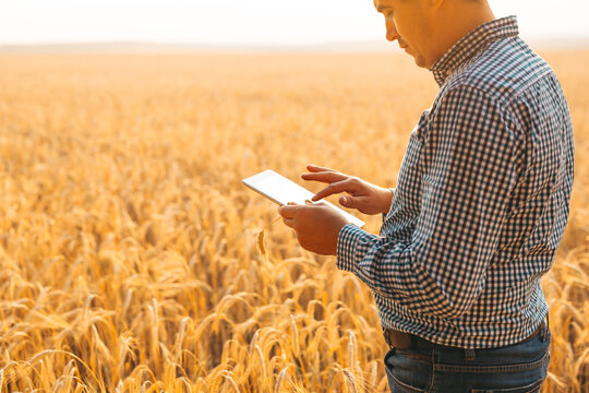 Caucasian farmer checking wheat field progress with tablet using internet. Agriculture and harvesting concept. - Powered by Adobe