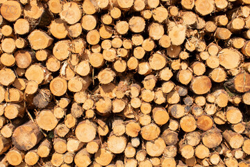 Bigh bright pile of fresh cutted wood in the deforested forest. Wood background / texture / pattern / wallpaper
