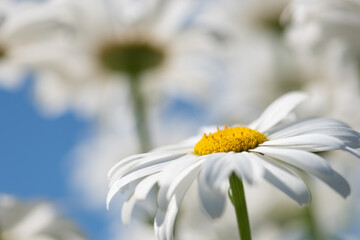 White flowers (Leucanthemum vulgare Lam., ox-eye) in the meadow