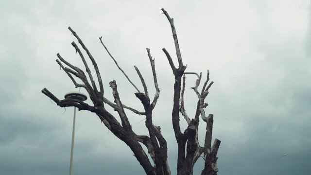 Spooky bare tree branches on cloudy sky background, leafless branches showing mysterious and horror scene of nature. Black tree branches silhouettes