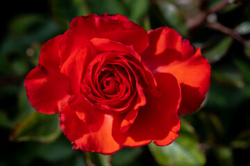 Garden Rose Flower, Variety 'Impatient'