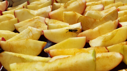 apples sliced and drying on air and wasp