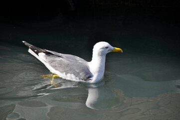 Seagull - Gaviota