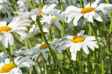 White flowers (Leucanthemum vulgare Lam., ox-eye) in the meadow - obrazy, fototapety, plakaty
