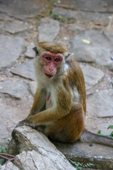 Toque Macaque Monkey in Central Province of Sri Lanka