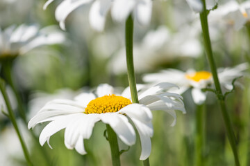 White flowers (Leucanthemum vulgare Lam., ox-eye) in the meadow © Agnieszka Witczak