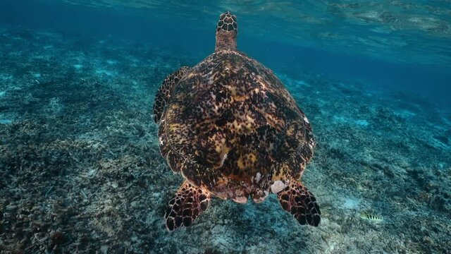 Sea turtle slowly swiming in blue water and take a breath. Snorkeling on wildlife. Underwater serene swiming beautiful green turtle in sea alone with nature. Marine life tropical turtle in wild nature