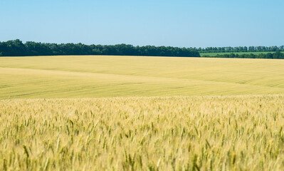 Wheat field. Ears of wheat selective focus perspective view.