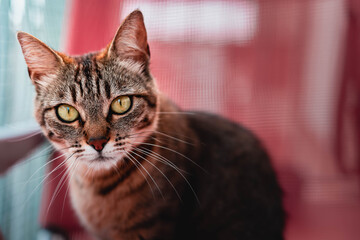 Obraz premium Cat resting outside