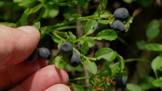 Picking Wild Bilberries in natural environment - (4K)