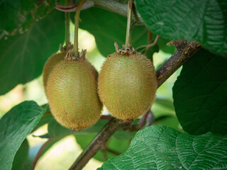 Freschi kiwi sull'albero