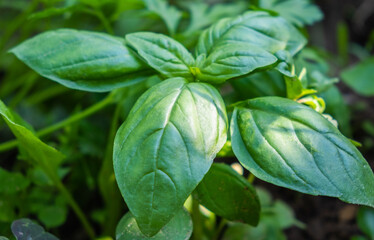 Fresh green Basil grows in the garden on a bed in summer.