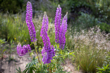 Fototapeta premium The flowering bush of the delphinium is backlit.