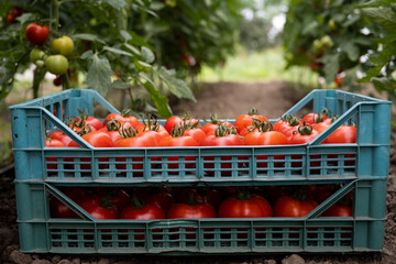 Red tomato