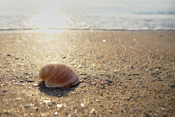 Seashell in the sand on the beach