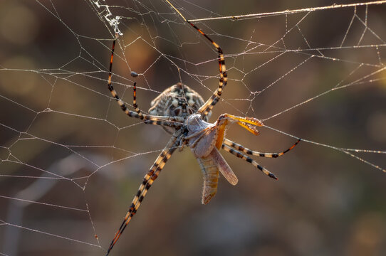  Beautiful spider on a spider web.  Beautiful spider feasting grasshopper on a spider web . Macro photo.