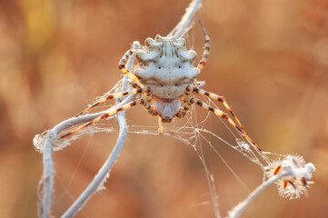  Beautiful spider on a spider web.  Beautiful spider feasting grasshopper on a spider web . Macro photo.