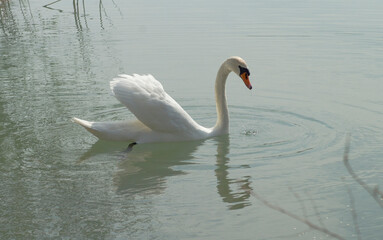 Obraz premium Schwan