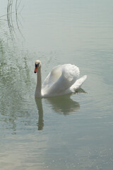 Fototapeta premium Schwan