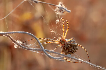  Beautiful spider on a spider web.  Beautiful spider feasting grasshopper on a spider web . Macro photo.