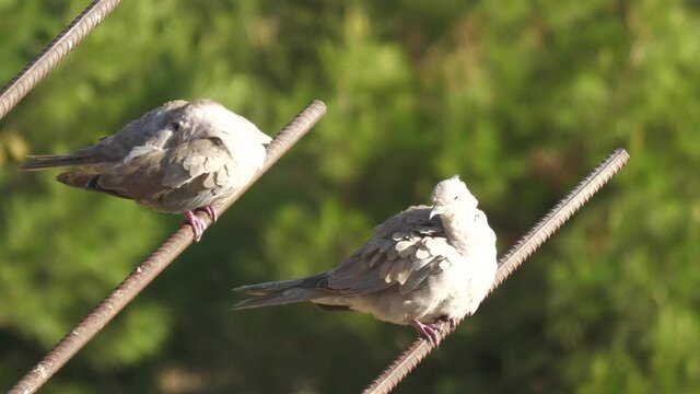 Two doves in the open air