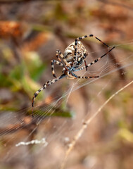  Beautiful spider on a spider web.  Beautiful spider feasting grasshopper on a spider web . Macro photo.