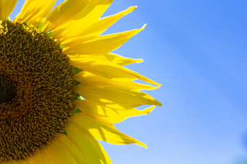 Closeup Vibrant Yellow Sunflower on the Background of Blue Sky.