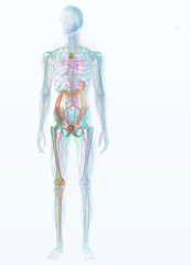 Immune system, medically 3D illustration
