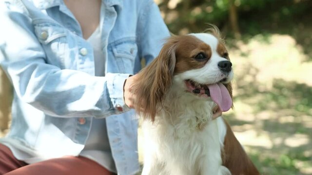 Close up of an adorable cavalier king charles dog sitting on chair while is caressed by his owner, a blonde haired girl dressed in a jean jacket