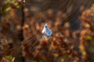  Beautiful spider on a spider web.  Beautiful spider feasting grasshopper on a spider web . Macro photo.
