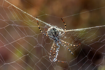  Beautiful spider on a spider web.  Beautiful spider feasting grasshopper on a spider web . Macro photo.