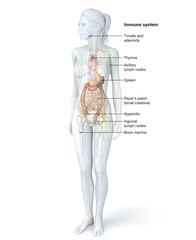 Obraz premium Human immune system, medical illustration