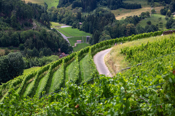 Wunderfitzpfad Diersburg Hohberg Black Forest Schwarzwald