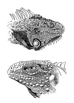 detailed black and white iguana heads clip art preview