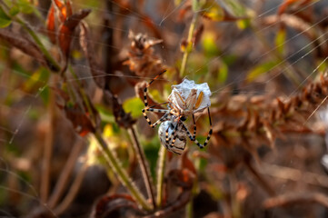  Beautiful spider on a spider web.  Beautiful spider feasting grasshopper on a spider web . Macro photo.